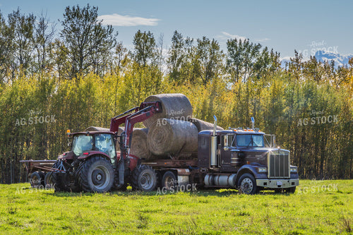 Front-End Loader Tractor Lifting Round Bales onto Trailer 138033