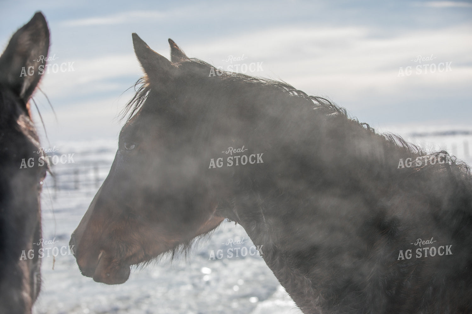 Horses in the Snow 304001