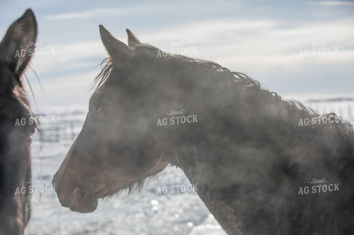 Horses in the Snow 304001