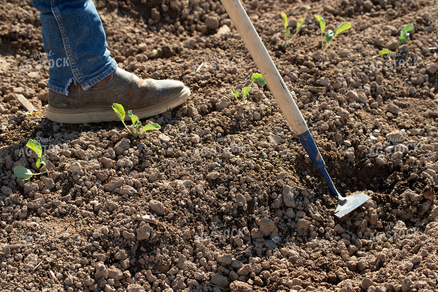 Boots and Hoe in Cauliflower Field 105028
