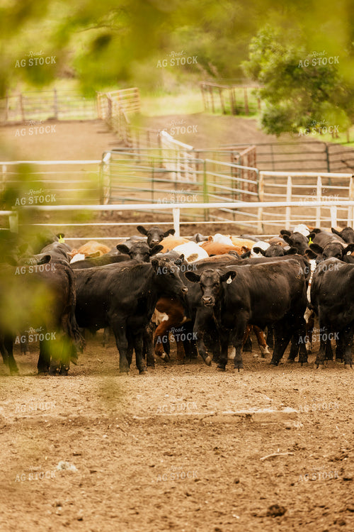 Loading Cattle 207027