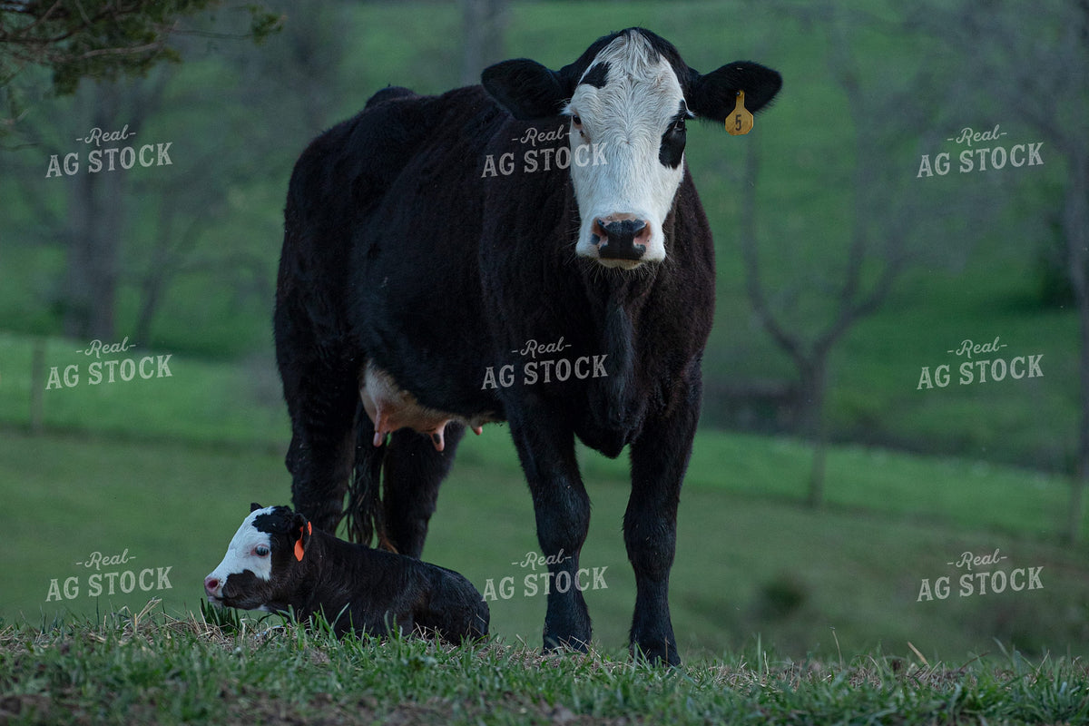 Cow Calf Pair 189066