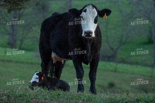 Cow Calf Pair 189066