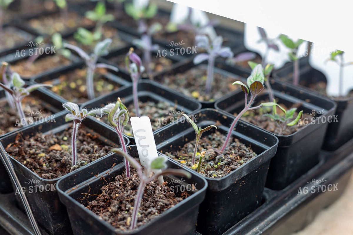 Seedlings in Black Plastic Nursery Trays 406107