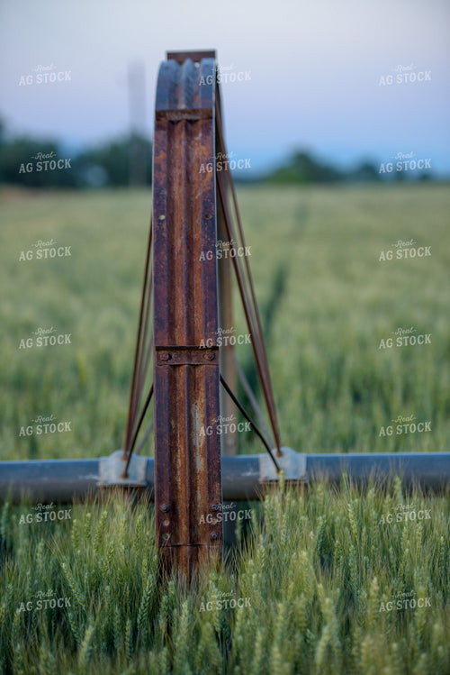 Green Wheat Field with Irrigation 57022