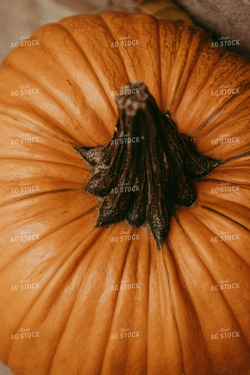 Pumpkin 67890
