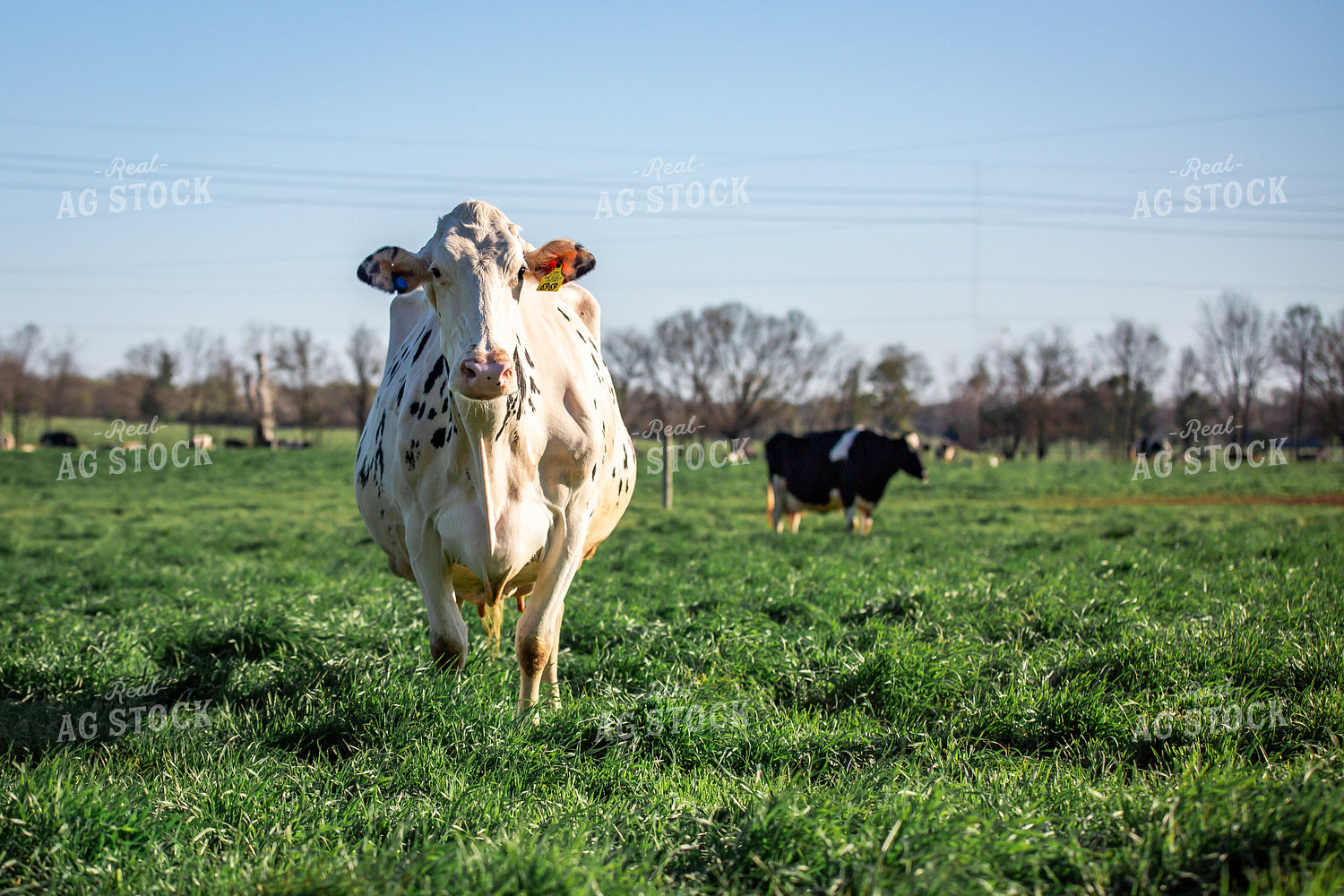 Holstein Cow 270524