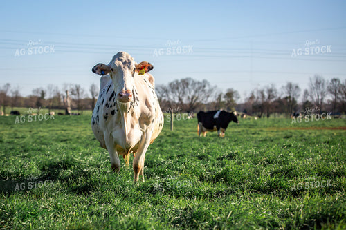 Holstein Cow 270524