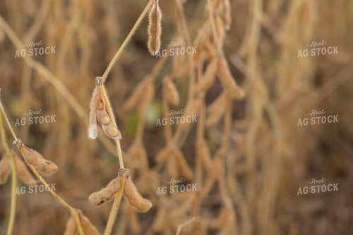 Dried Soybean Pods 93114