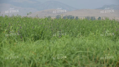 Alfalfa Field Swaying In Wind 51051