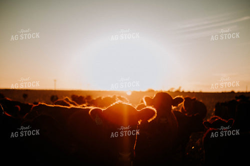 Cattle in Pasture at Sunset 77231