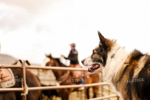 Farm Dog 225010