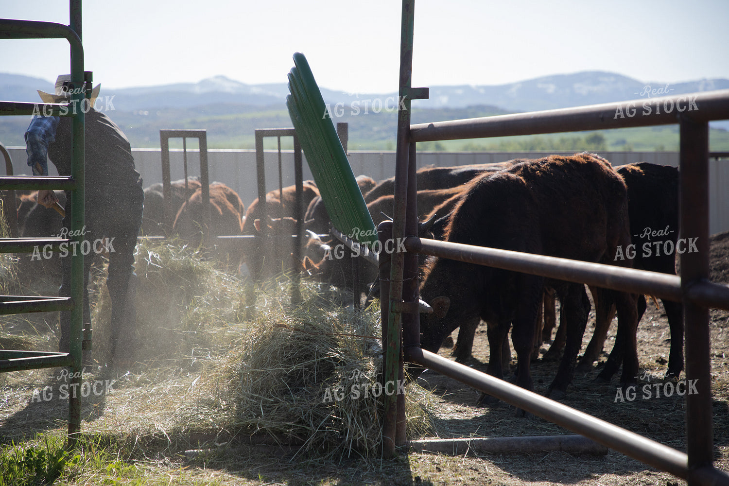 Rancher Feeding Hay to Cattle in Feedyard 117031