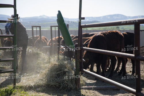Rancher Feeding Hay to Cattle in Feedyard 117031