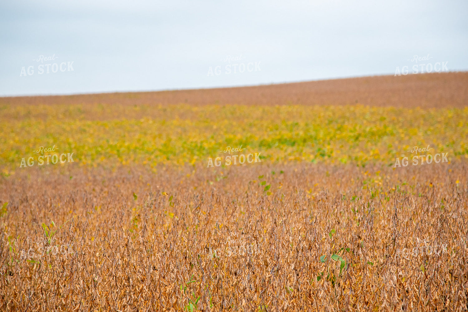 Replanted Soybean Field Maturing at Different Rates 25489