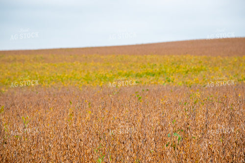 Replanted Soybean Field Maturing at Different Rates 25489