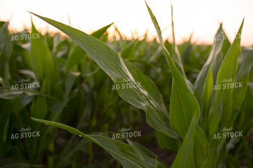 Corn - Mid-Season 1198