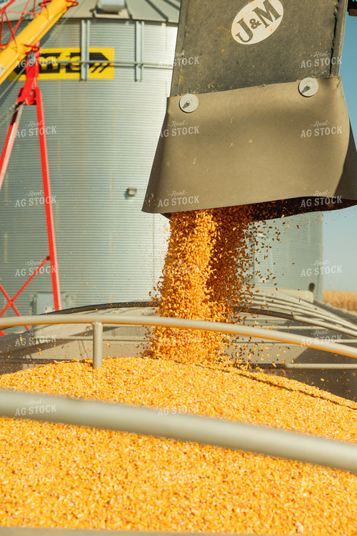 Corn Harvest 114067