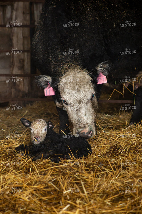 Newborn Calf and Cow 155466