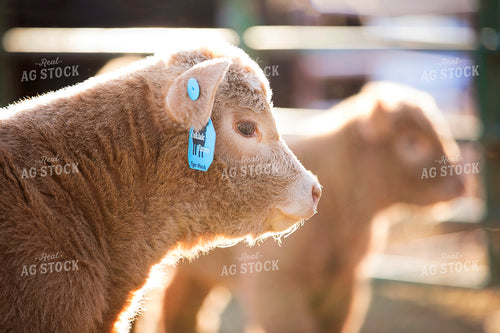 Cow Head 55137