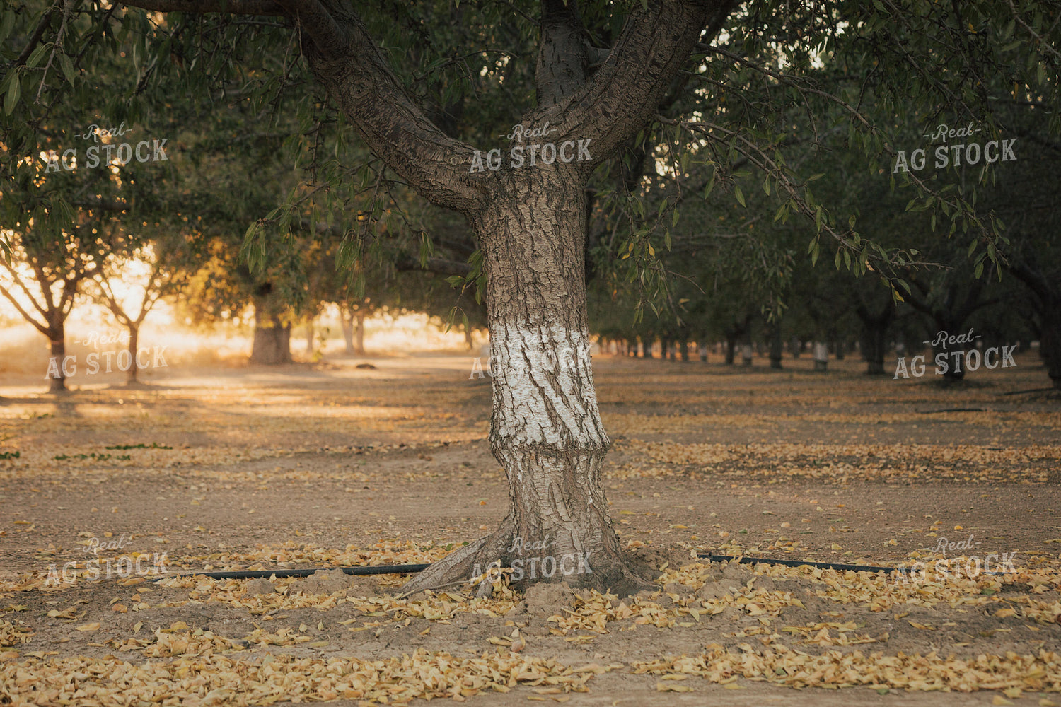 Almond Orchard 180001