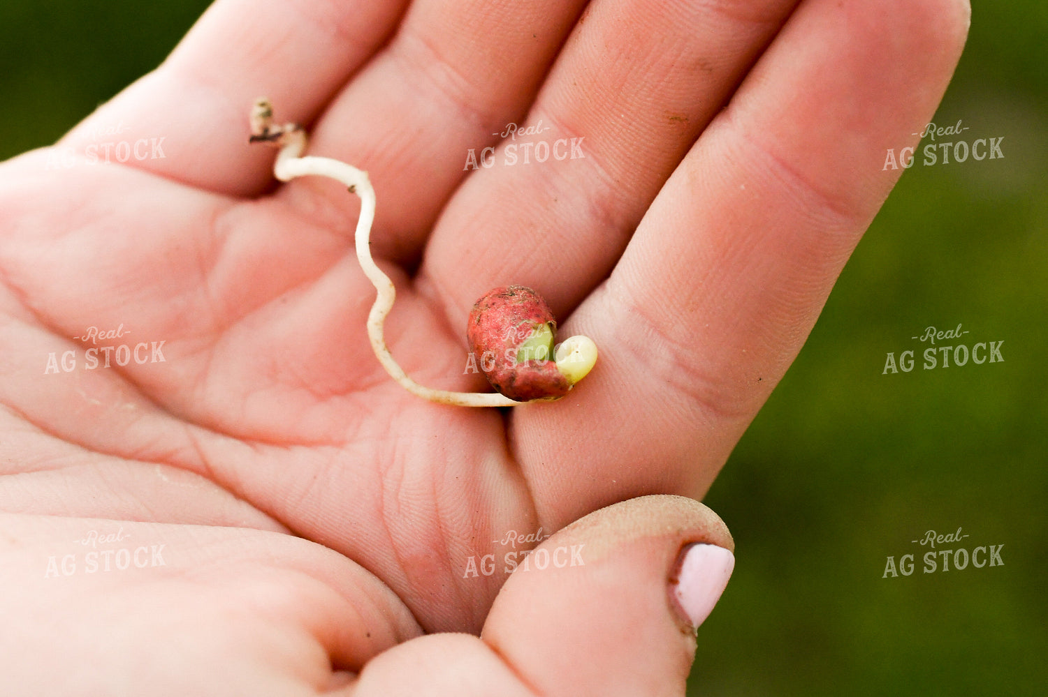 Checking Soybeans 191114