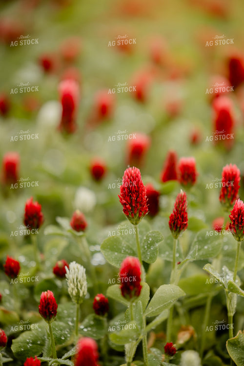 Cover Crop Crimson Clover 104119
