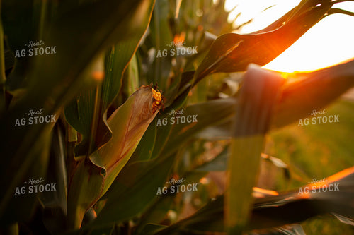 Corn - Mid-Season 2337