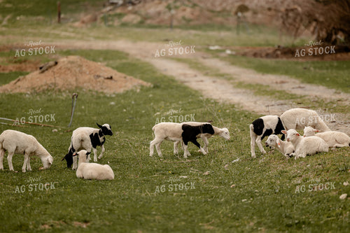 Sheep 104057