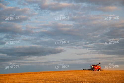 Combine Harvesting Soybeans 25694