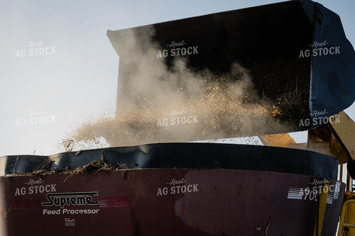 Feeding Cattle 219020