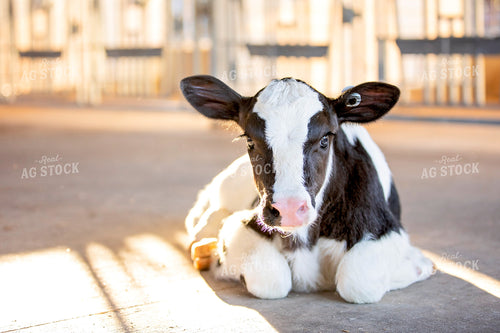 Holstein Calf 55272