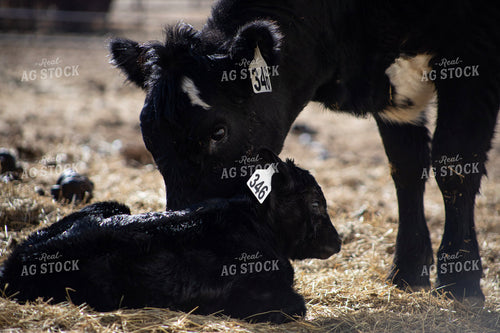 Angus Cow Calf Pair 117279