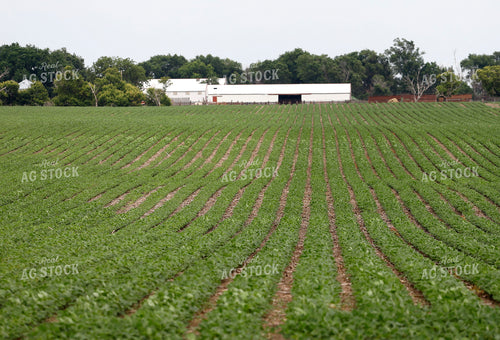 Soybean Field 141592