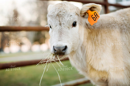 Calf - Charolais and Angus Cross 2247