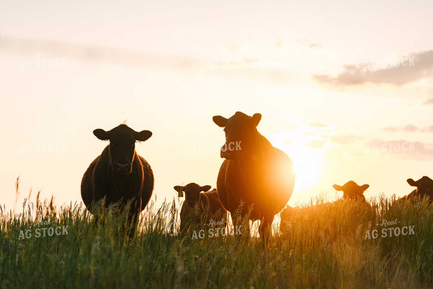 Black Angus Cattle on Pasture 68278