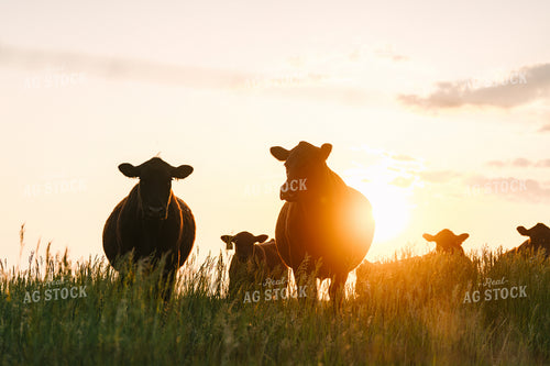 Black Angus Cattle on Pasture 68278
