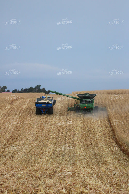 Corn Harvest 82158