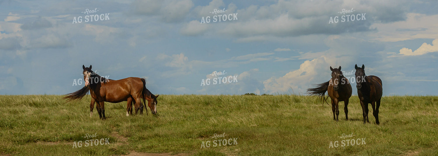 Horses 283012