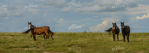 Horses 283012