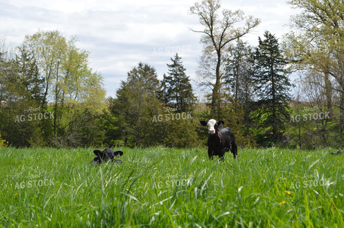 Angus Cross Calves 206085
