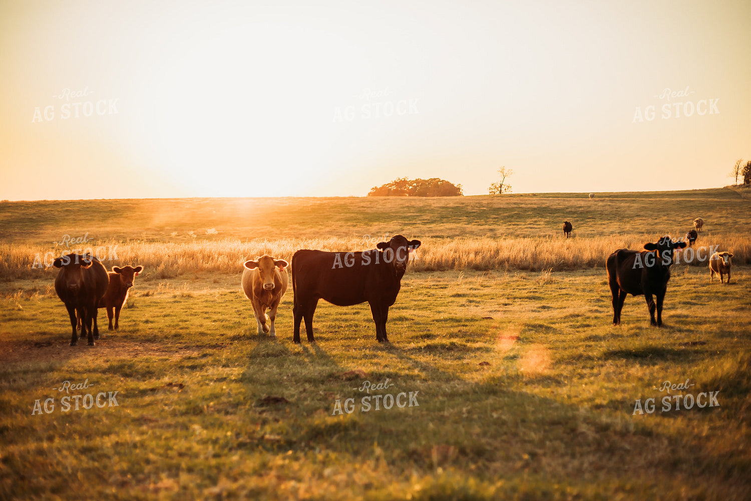 Cattle on Pasture 203032
