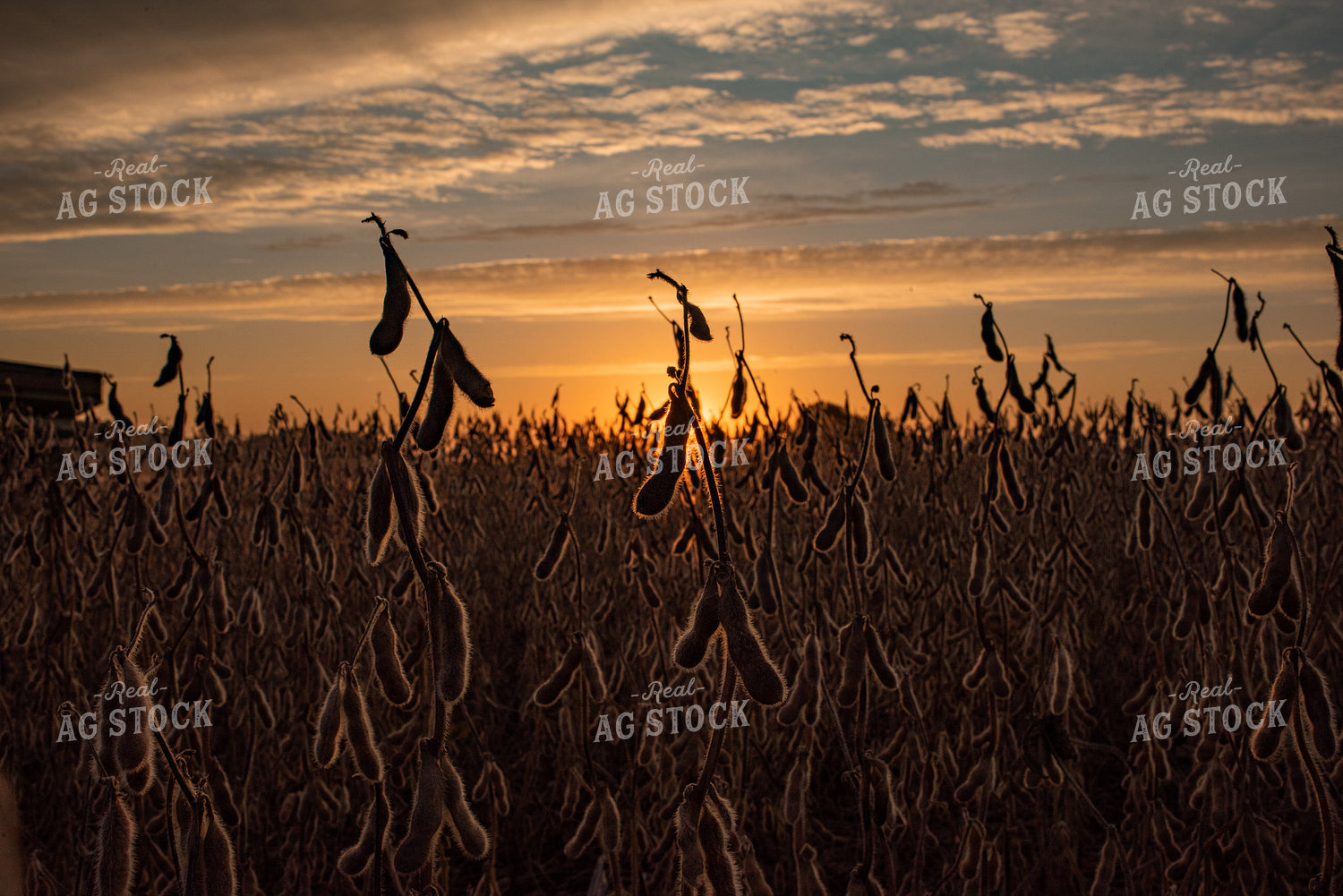 Dried Soybeans at Sunset 76042