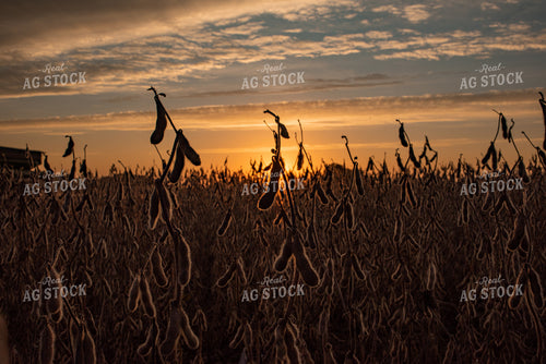 Dried Soybeans at Sunset 76042