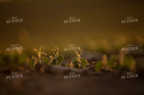Soybeans - Mid-Season 1471