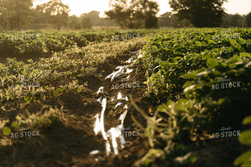 Poly Irrigated Soybean Field 125294