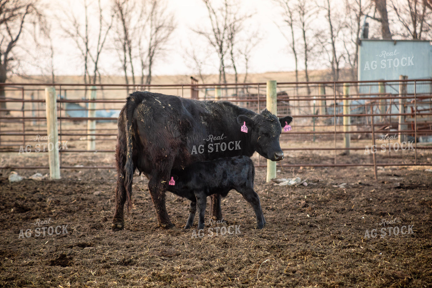 Calving Season 155528