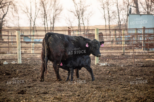 Calving Season 155528
