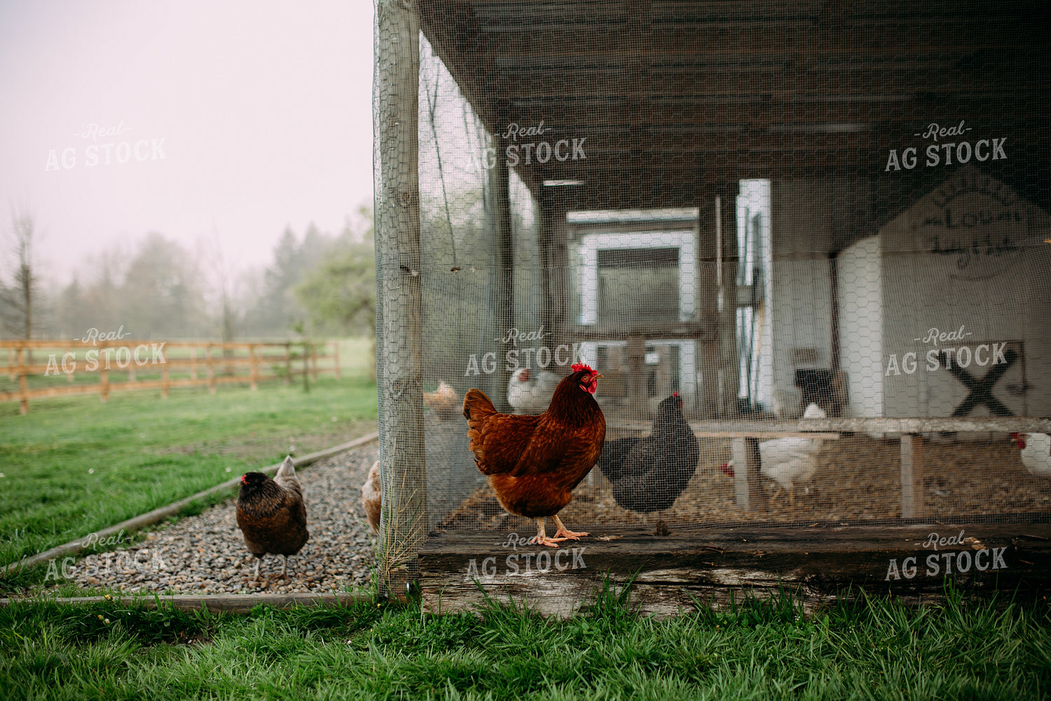 Chickens 169072