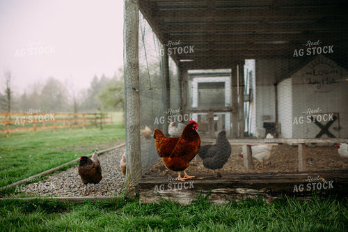 Chickens 169072